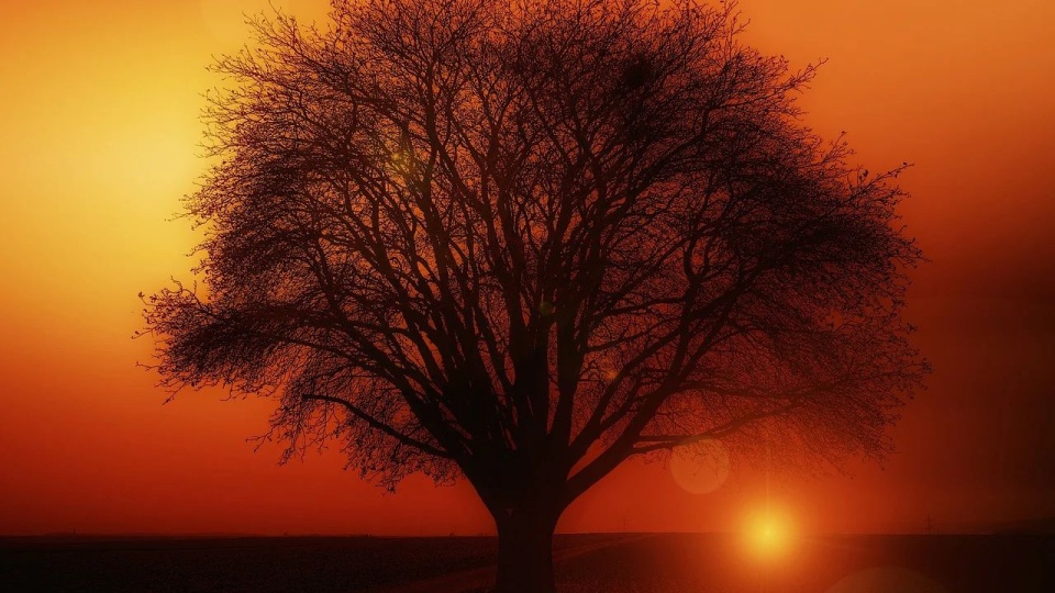 Internauci wybiorą polskie Drzewo Roku. Nie ma kandydatury z woj. zachodniopomorskiego