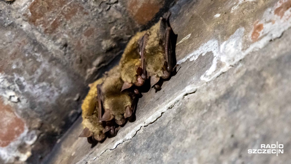 Fot. Robert Stachnik [Radio Szczecin]