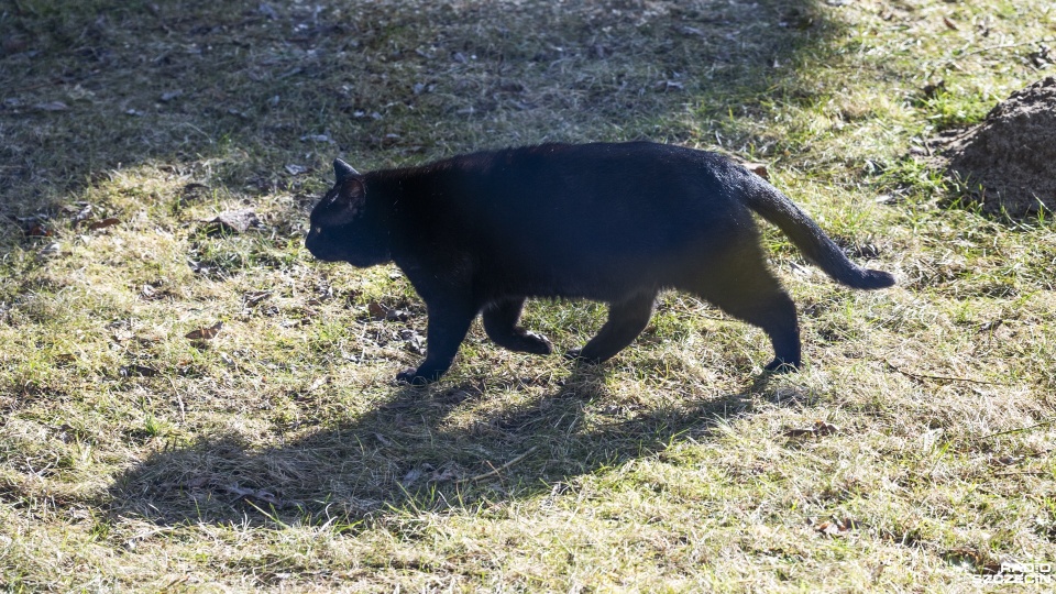 Ptasia grypa zagrożeniem dla naszych czworonogów
