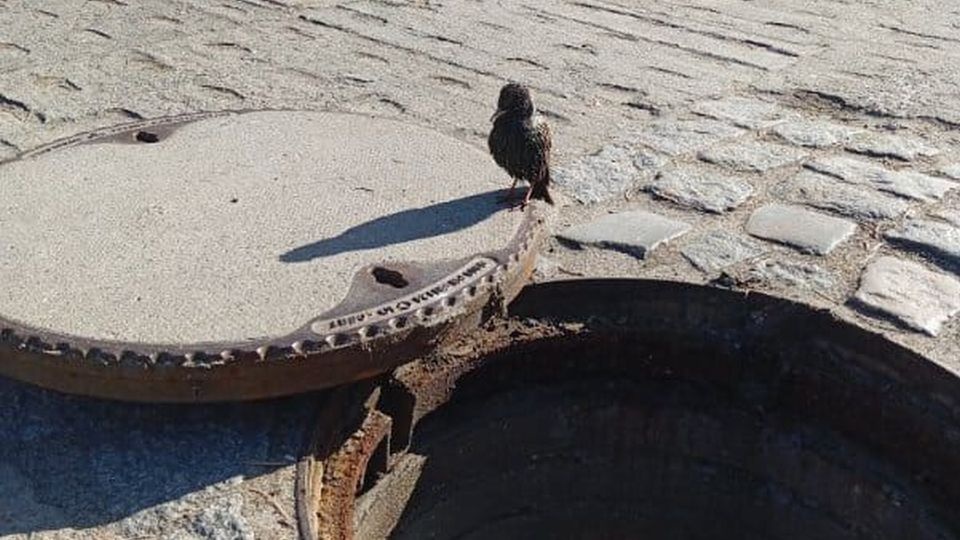 Ptak uwięziony w kanale. Błyskawiczna (i skuteczna) interwencja ZWiK