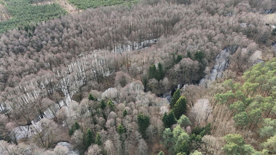 Rozlewiska rzeki Gowienicy w lesie łęgowym – widok z góry po działaniach renaturyzacyjnych Fundacji Rewilding Pomerania. Fot. Fundacja Rewilding Pomerania