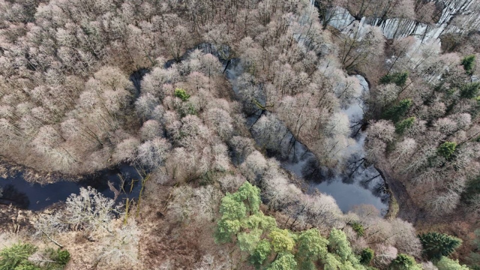 Widok z lotu ptaka na dolinę rzeki Gowienicy w Puszczy Goleniowskiej. Fot. Piotr Piotrowski, Towarzystwo Przyjaciół Rzek Iny i Gowienicy.