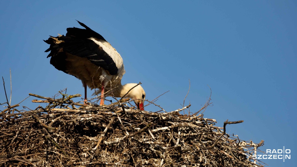 Kolejny zwiastun wiosny. Bocian Stefan wrócił do gniazda w Mierzynie