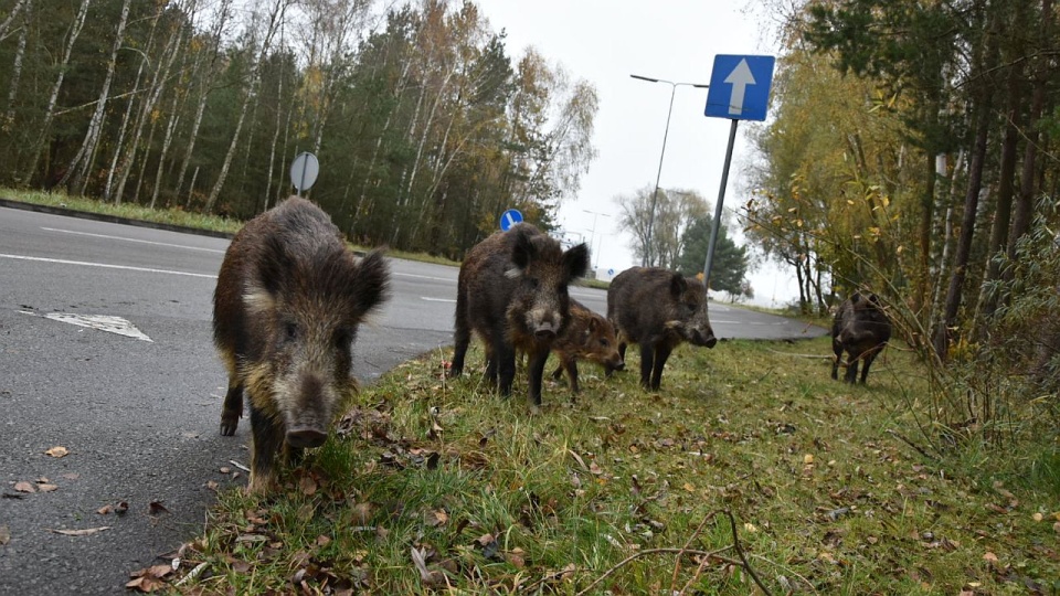 Świnoujście rozdaje odstraszacz dzików