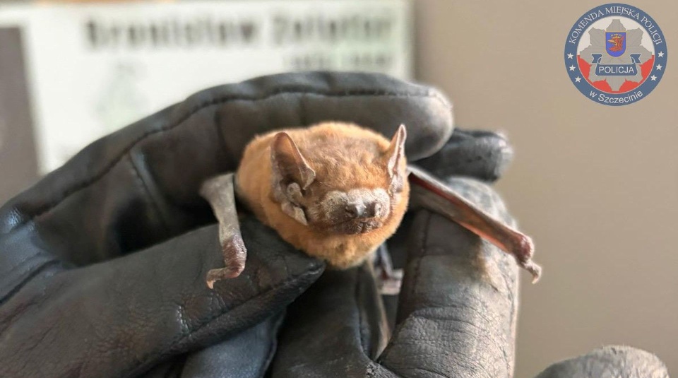 Szczeciński policjant uratował nietoperza