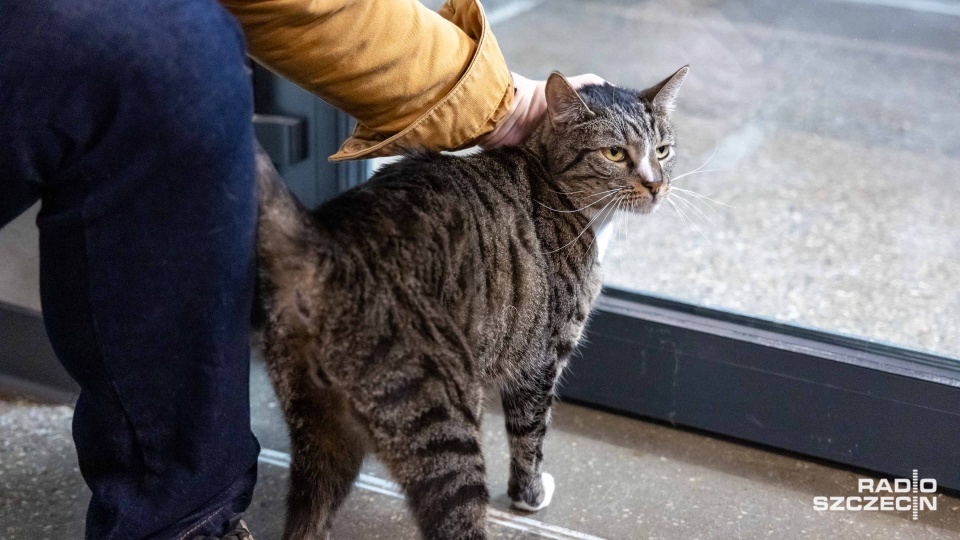Poszukiwani wolontariusze do opieki nad schroniskowymi kotami [WIDEO, ZDJĘCIA]
