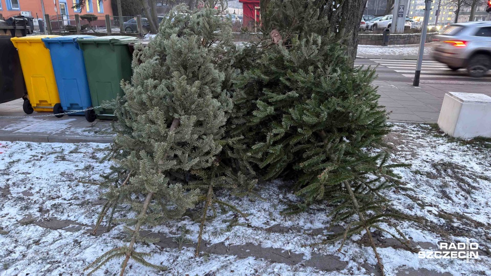 Wciąż można pozbyć się świątecznej choinki