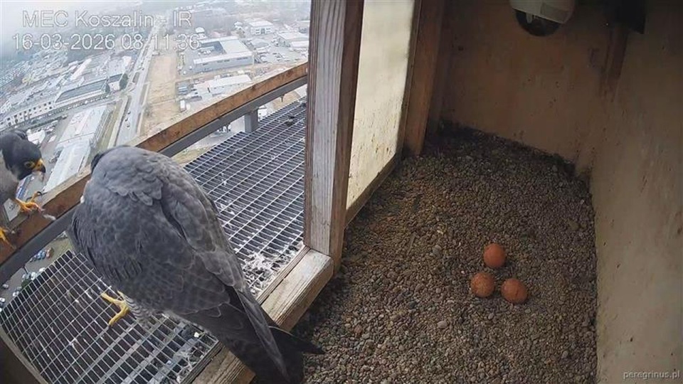 Kamery w Koszalinie podpatrują życie sokołów