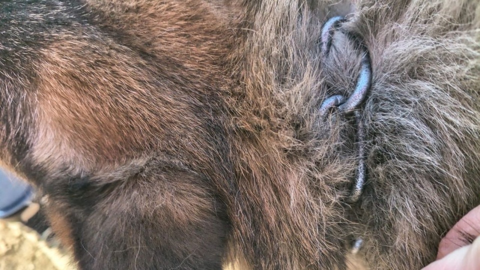 fot. targard.policja.gov.pl