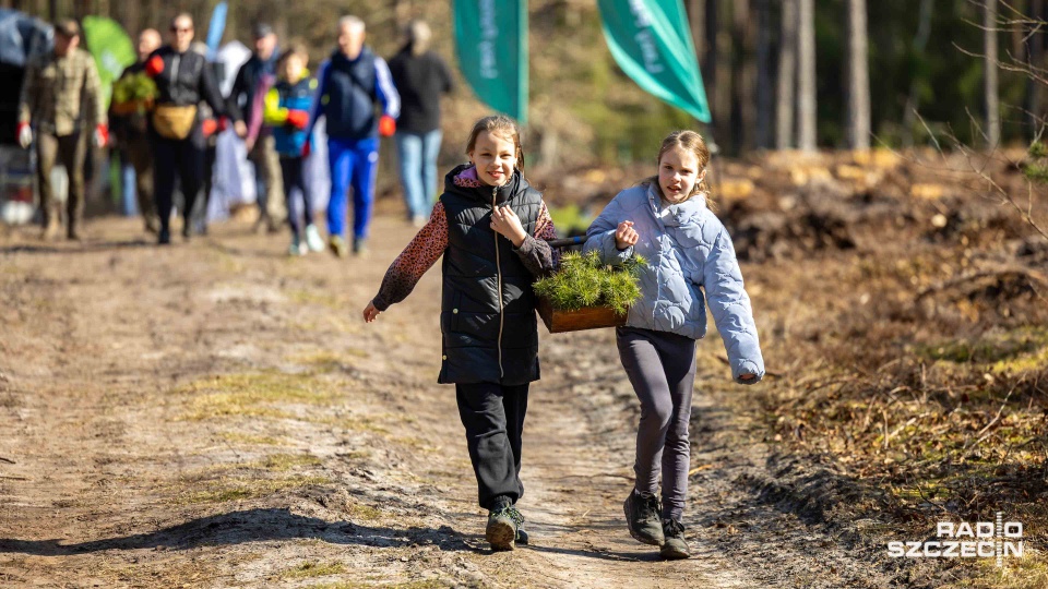 Kilka tysięcy nowych drzewek w Nadleśnictwie Trzebież [WIDEO, ZDJĘCIA]