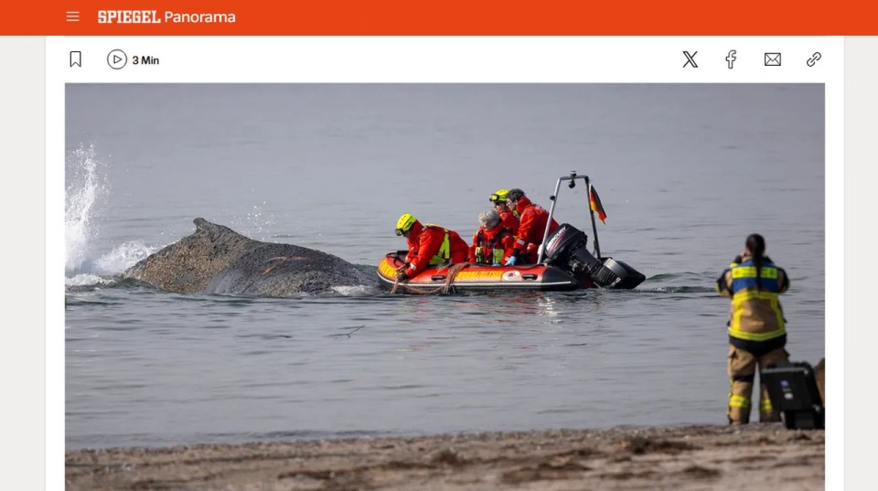 Trwa akcja ratowania młodego humbaka, który utknął na mieliźnie
