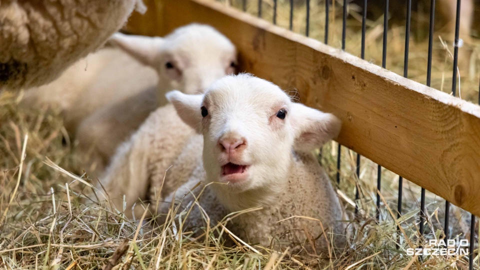 Fot. Robert Stachnik [Radio Szczecin]