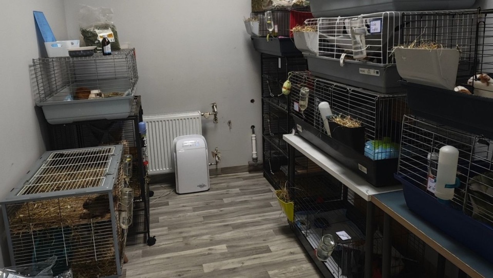 Centrum Adopcyjne Gryzoni apeluje o pomoc [ZDJĘCIA]