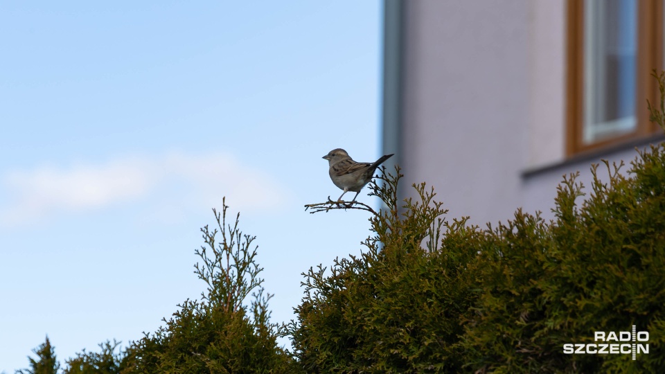 Fot. Robert Stachnik [Radio Szczecin]
