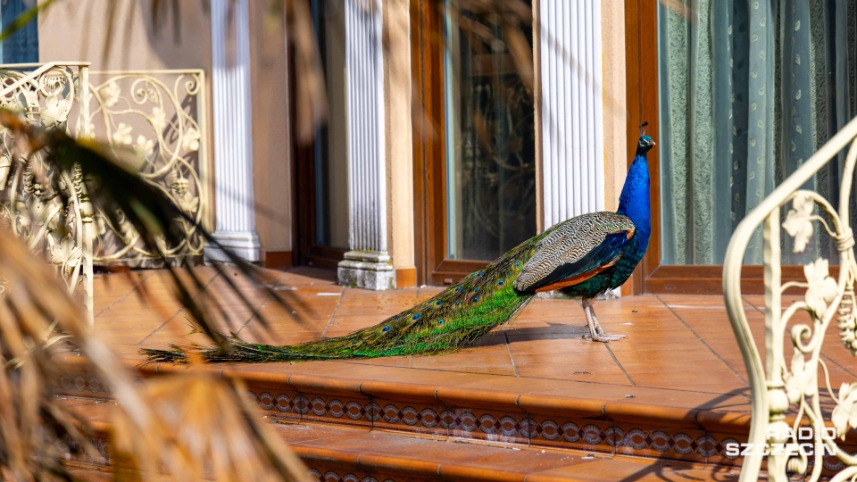 Ptasi uciekinier z Krzekowa ujęty [ZDJĘCIA]