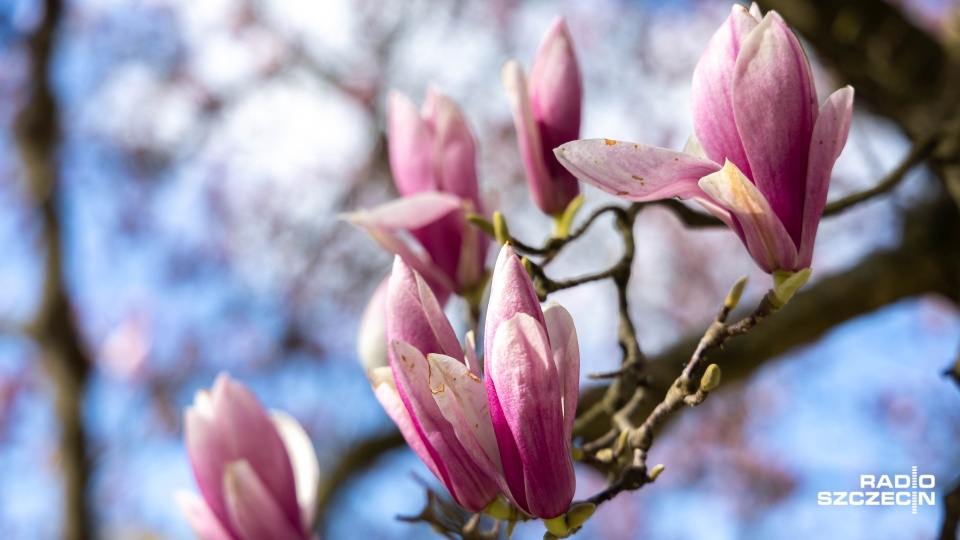 Fot. Robert Stachnik [Radio Szczecin]