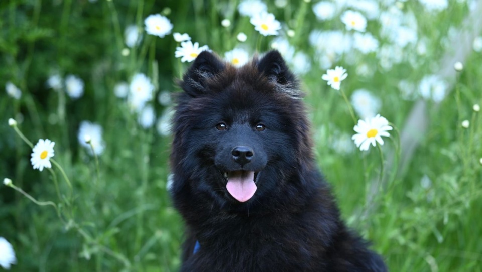 Kleszcze zagrożeniem nie tylko dla ludzi