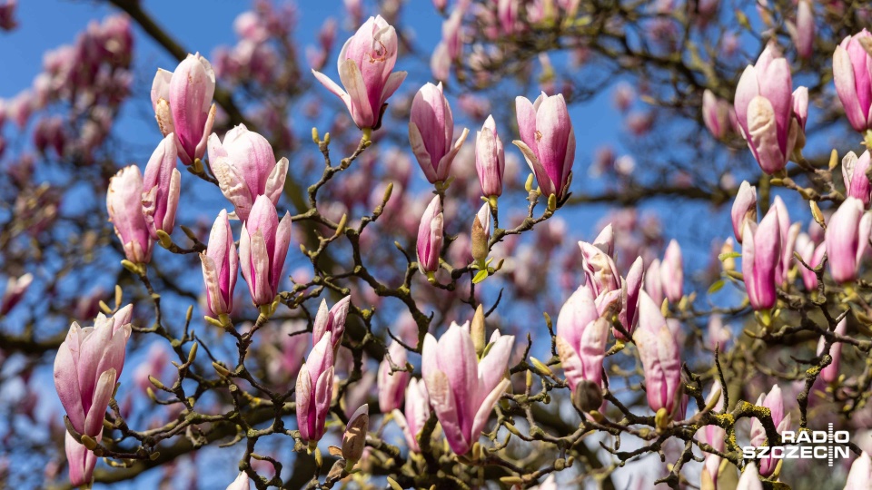 Fot. Robert Stachnik [Radio Szczecin]