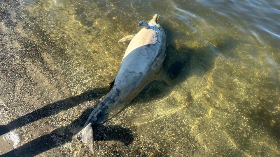 Na plaży w Jarszewku pojawił się martwy delfin