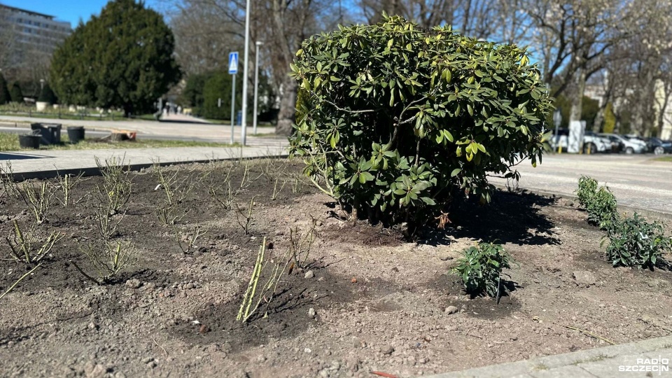 Kołobrzeg chce być znowu "miastem róż"