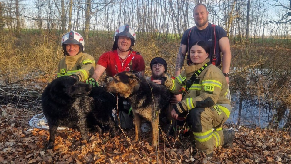 Strażacy uratowali psy topiące się w bagnie [ZDJĘCIA]