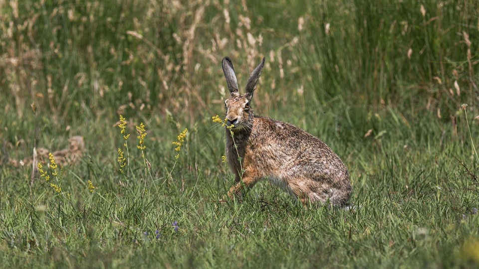 Przyrodnicy apelują o niezabieranie i niedotykanie małych zajęcy