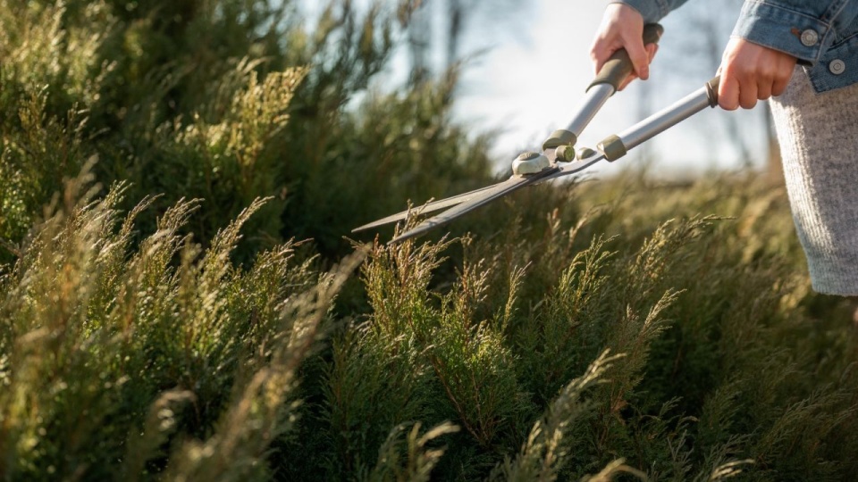 Police dbają o zieleń przy drogach