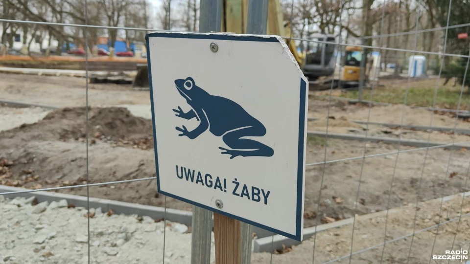 Żaby "wstrzymały" inwestycję [ZDJĘCIA]