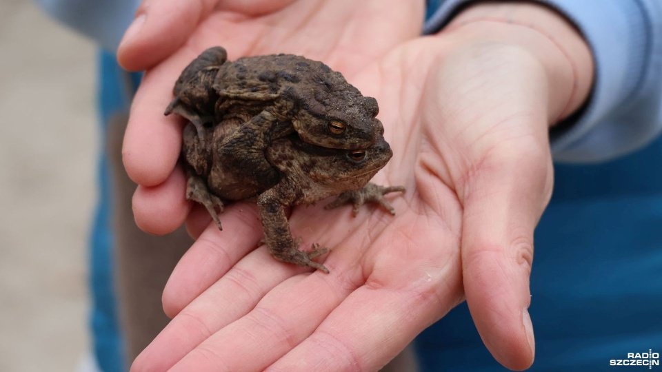 Fot. Przemysław Polanin [Radio Szczecin]