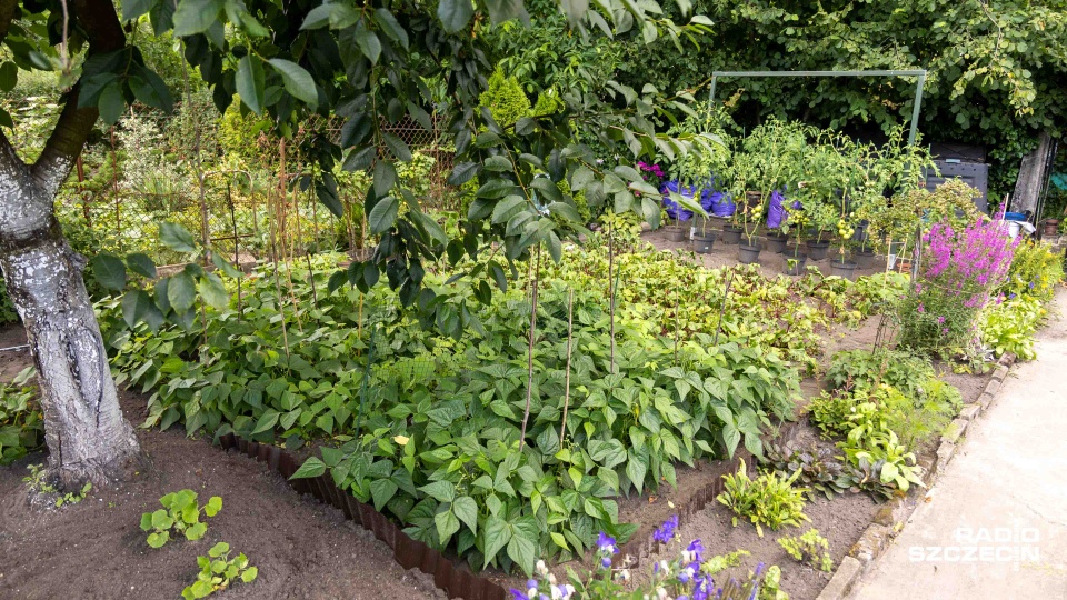 Oburzeni działkowicze w Dobrej. Władze nie chcą przedłużyć im dzierżawy