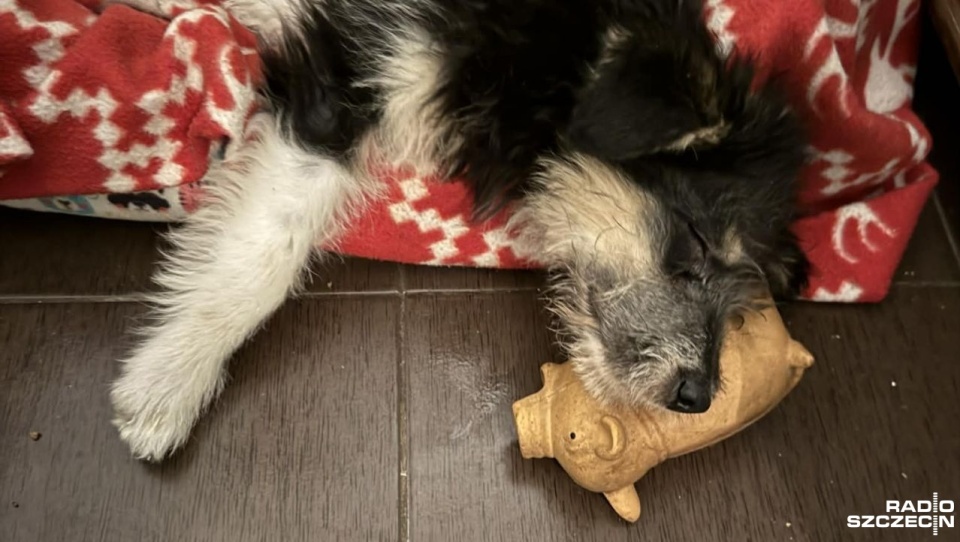 W Sejmie głosowanie nad ustawą o czipowaniu psów i kotów