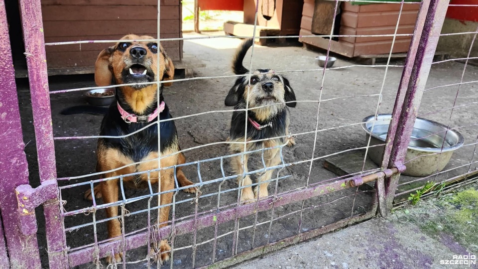 Nowe schronisko dla zwierząt powstanie koło Kołobrzegu