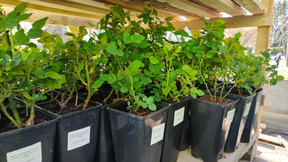 Zamień elektrośmieci na sadzonkę róży [ZDJĘCIA]