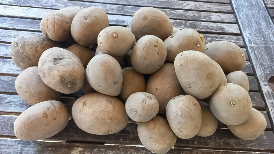 Produkcja ziemniaka nieopłacalna