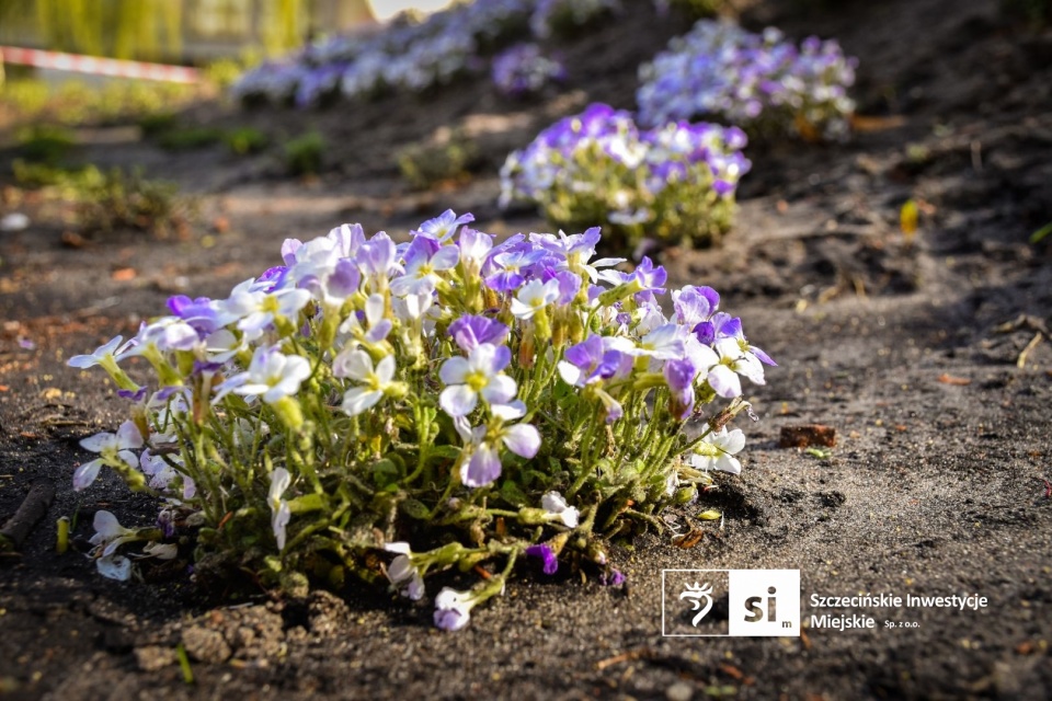 Fot. Szczecińskie Inwestycje Miejskie Sp. z o.o.