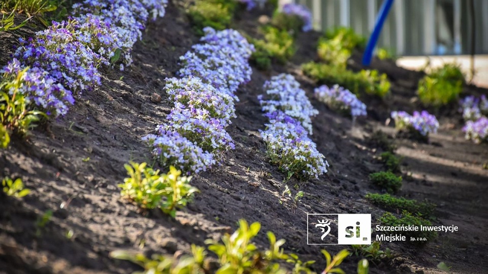 Nowa zieleń na Placu Orła Białego