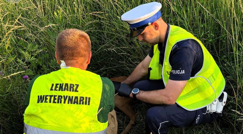 Koziołek uratowany przez drogówkę
