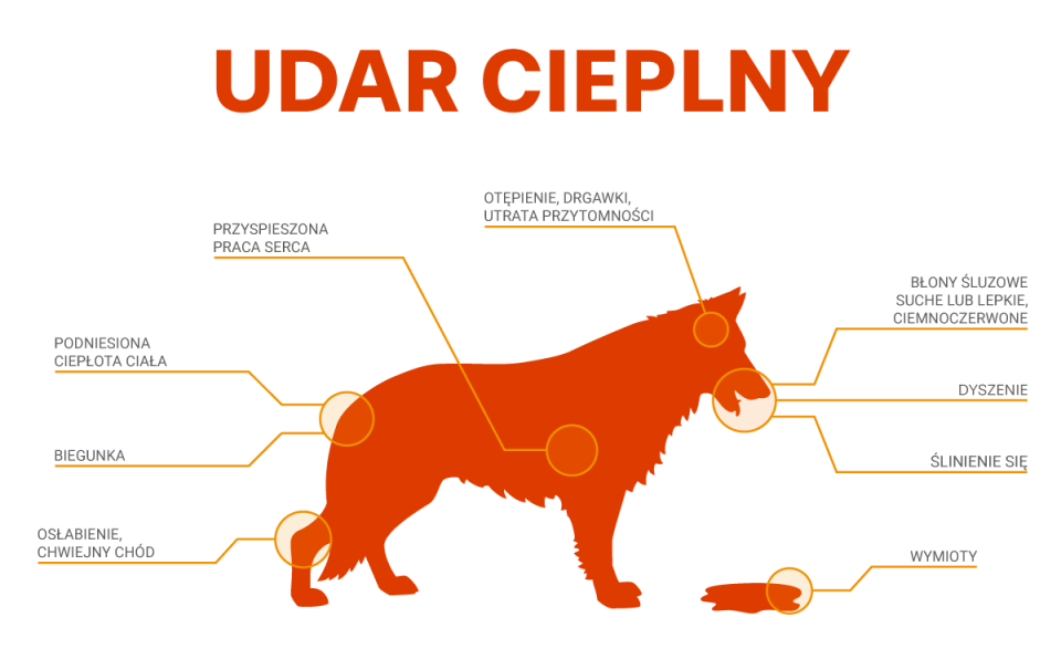 Upały to realne zagrożenie dla zdrowia psów