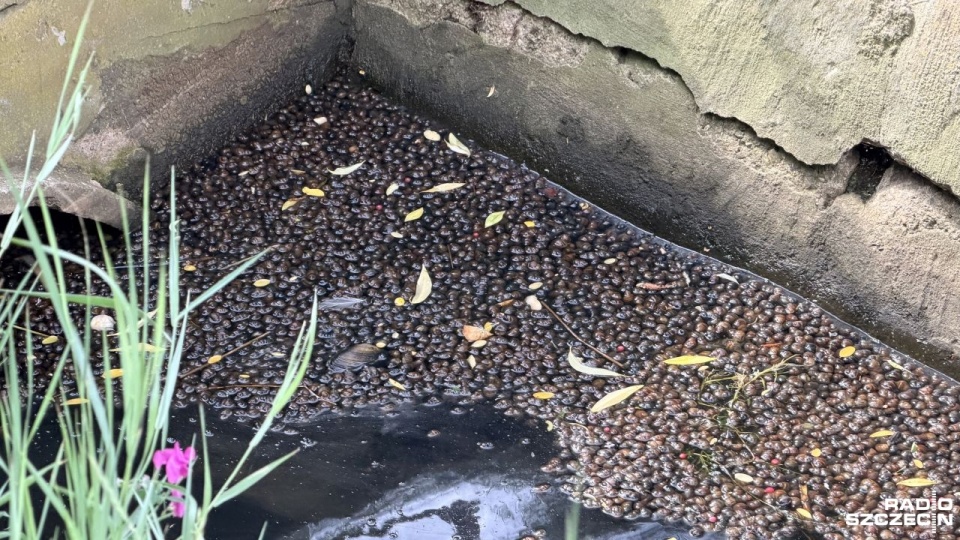 Fot. Weronika Łyczywek [Radio Szczecin]