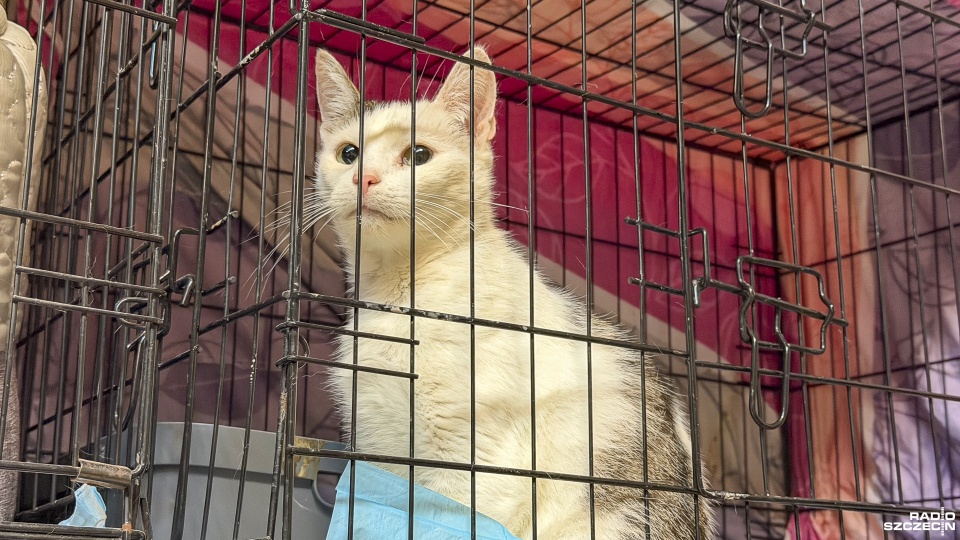 Stowarzyszenie KociArka zmaga się z kocią górką i apeluje o pilne adopcje [WIDEO, ZDJĘCIA]