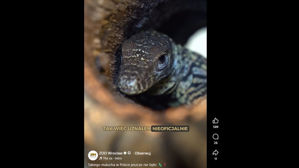 We wrocławskim zoo wykluł się pierwszy w Polsce waran z Komodo