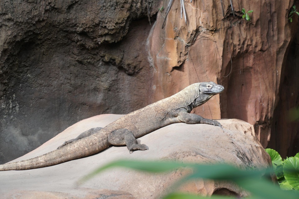 Wykluł się pierwszy w Polsce waran z Komodo