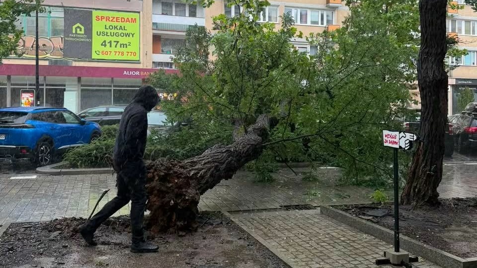 Powalone drzewo przy Alei Wojska Polskiego w Szczecinie