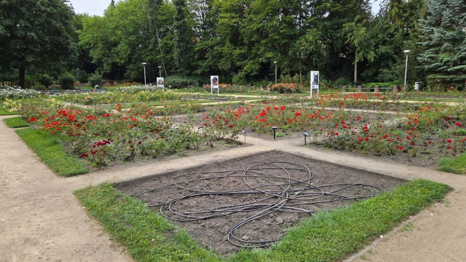 Tysiące nowych róż rozkwitnie w Szczecinie