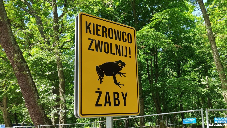 Żaby zatrzymały inwestycję. Prace ponownie ruszają